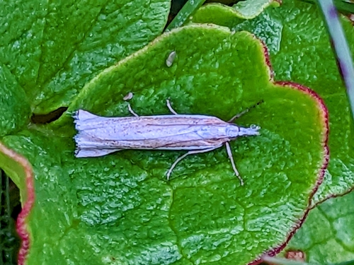 trávovec ďatelinový (Crambus pascuella)