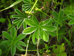 Alchemilla alpigena