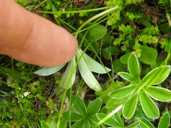 Alchemilla alpigena