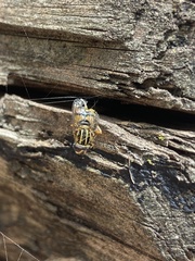 Helophilus pendulus