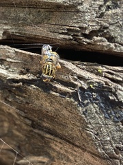 Helophilus pendulus