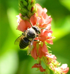 Megachile subrixator