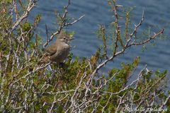 Pseudoseisura gutturalis