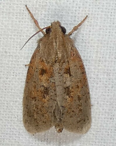 Eastern Grass Tubeworm Moth photo 6