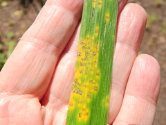 Puccinia iridis