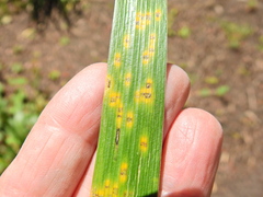 Puccinia iridis