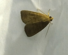 Maurilia