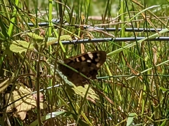 Pararge aegeria
