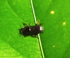 Nigidius sinicus