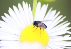 Leucostomatini