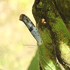 Argyresthia curvella