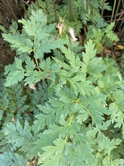 Dicentra eximia