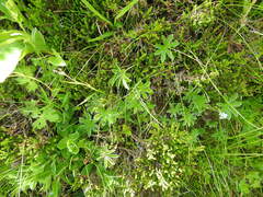 Alchemilla alpigena