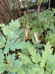 Dicentra eximia