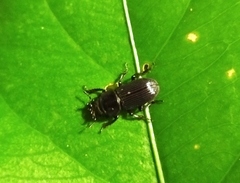 Nigidius sinicus