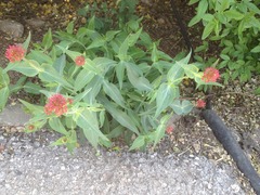 Centranthus ruber