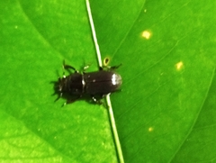 Nigidius sinicus