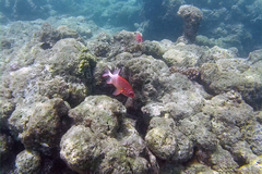 Sargocentron caudimaculatum