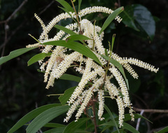Acacia polystachya