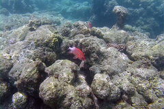 Sargocentron caudimaculatum