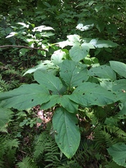 Collinsonia canadensis