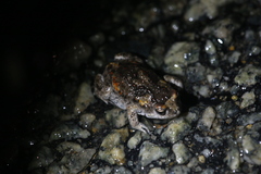 Pseudophryne guentheri