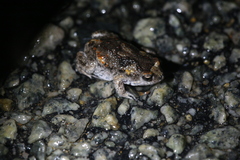 Pseudophryne guentheri