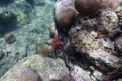 Sargocentron caudimaculatum