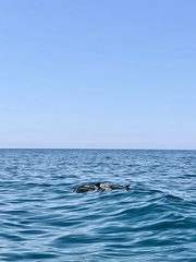 Delphinus delphis ponticus