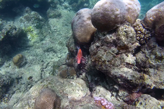 Sargocentron caudimaculatum