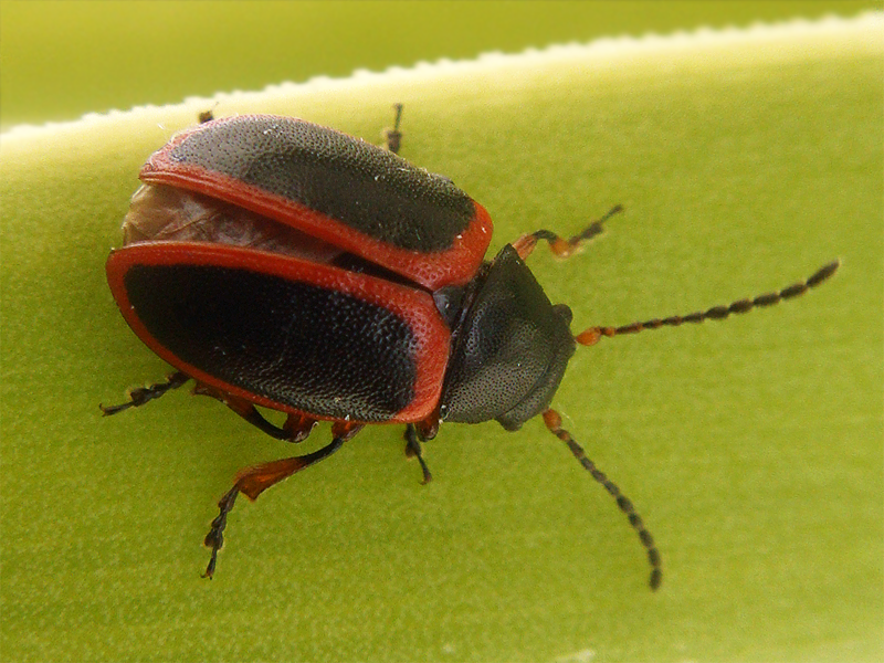 Colaspidema dufouri