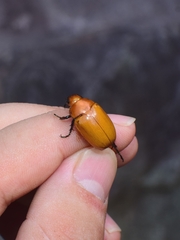 Callistethus plagiicollis