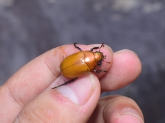 Callistethus plagiicollis