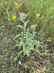 Centaurea trichocephala