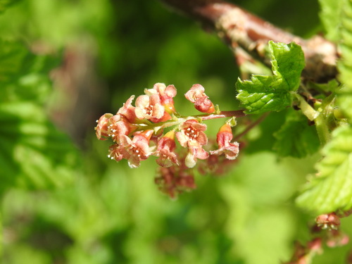 Image of Ribes petraeum by (c) Yves Bas, some rights reserved (CC BY)