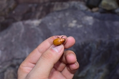 Callistethus plagiicollis