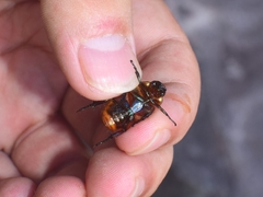 Callistethus plagiicollis