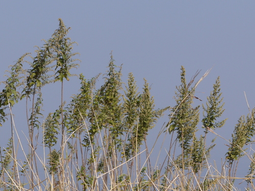 Nilgri wormwood (Artemisia nilagirica)