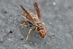 Polistes dorsalis dorsalis