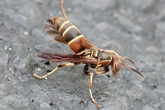 Polistes dorsalis dorsalis