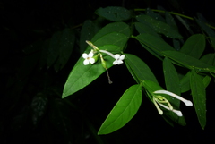 Wikstroemia mononectaria