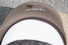 Polistes dorsalis dorsalis