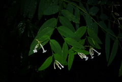 Wikstroemia mononectaria