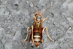 Polistes dorsalis dorsalis