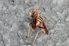 Polistes dorsalis dorsalis