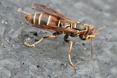 Polistes dorsalis dorsalis