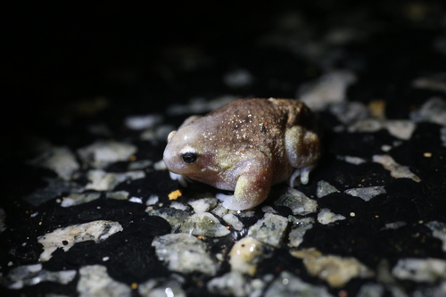 Turtle Frog, Myobatrachus gouldii