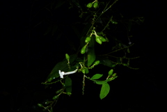 Wikstroemia mononectaria