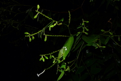 Wikstroemia mononectaria