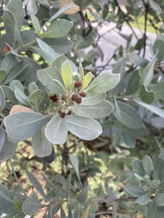 Conocarpus erectus